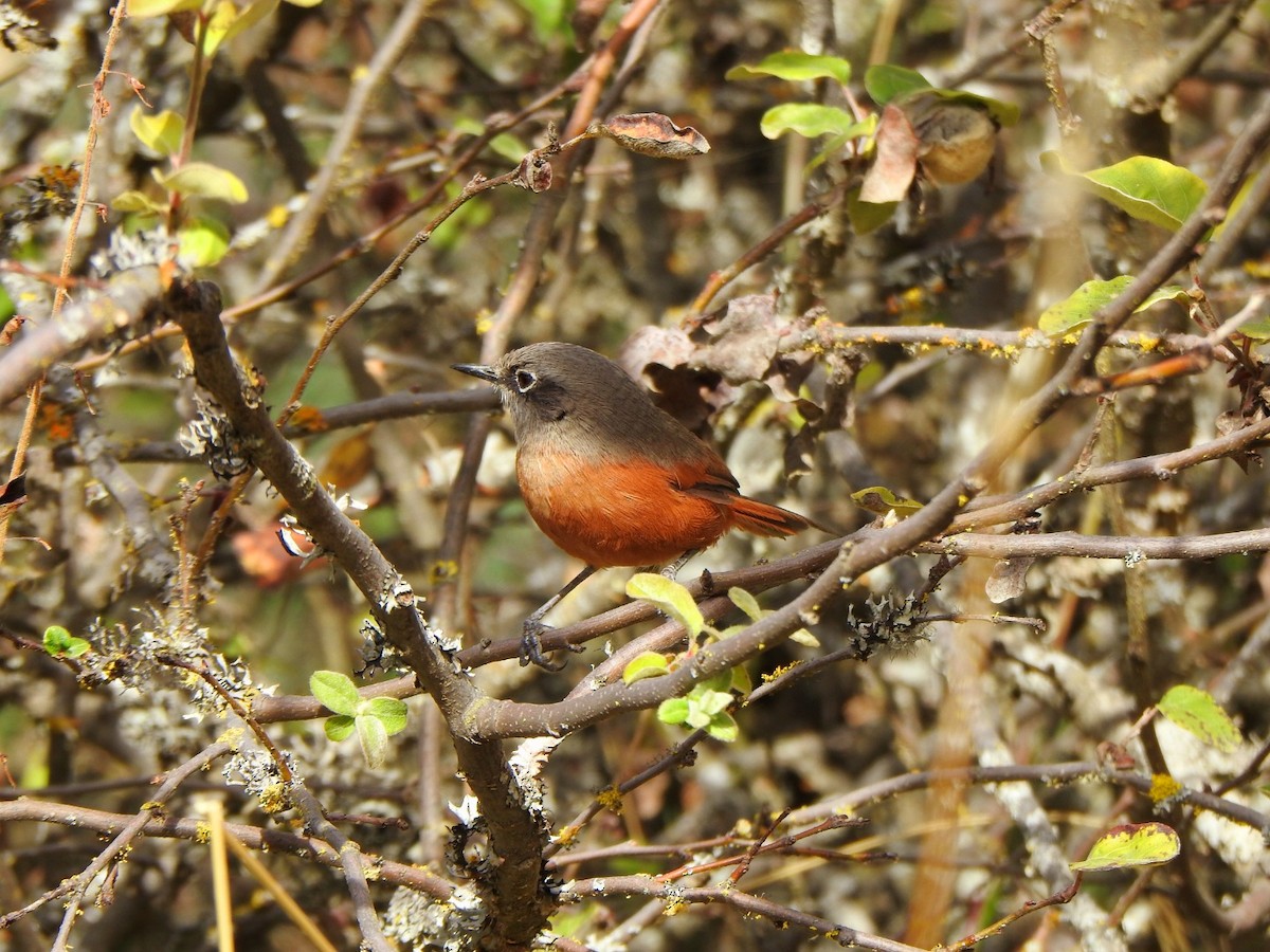Russet-bellied Spinetail - ML370499871