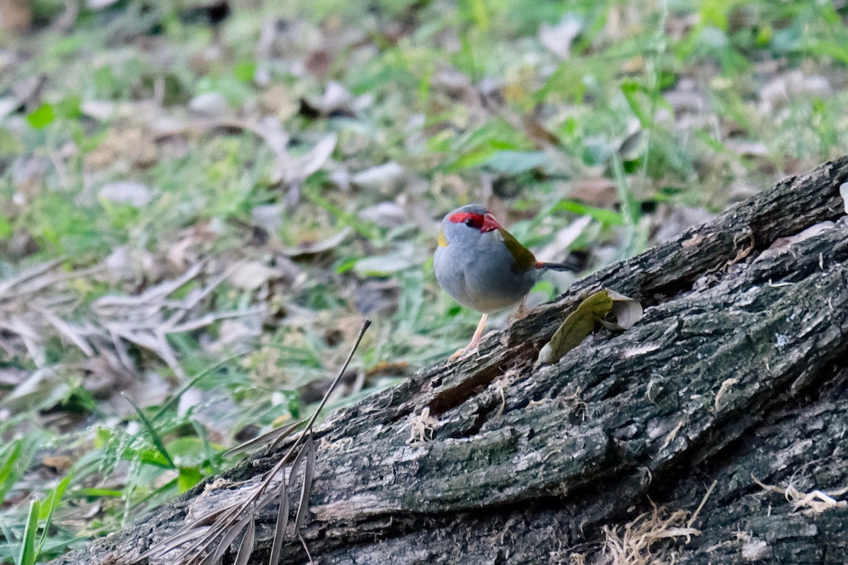 Red-browed Firetail - ML370500271