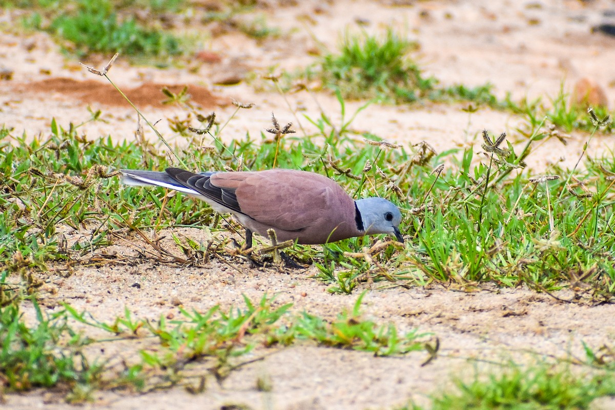 Red Collared-Dove - ML370502141