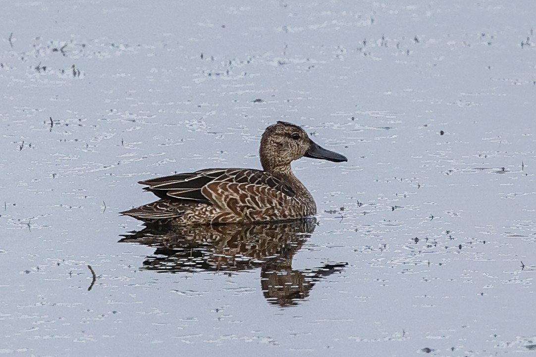 Blue-winged Teal - Pat Draisey