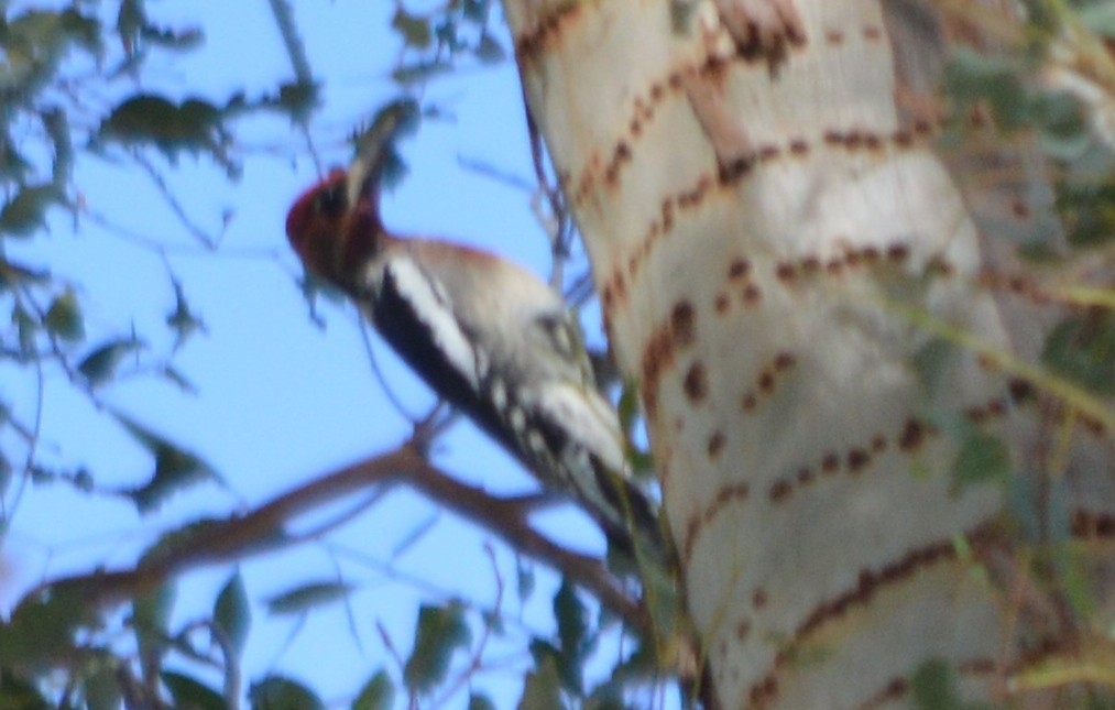 Red-naped x Red-breasted Sapsucker (hybrid) - ML37050981