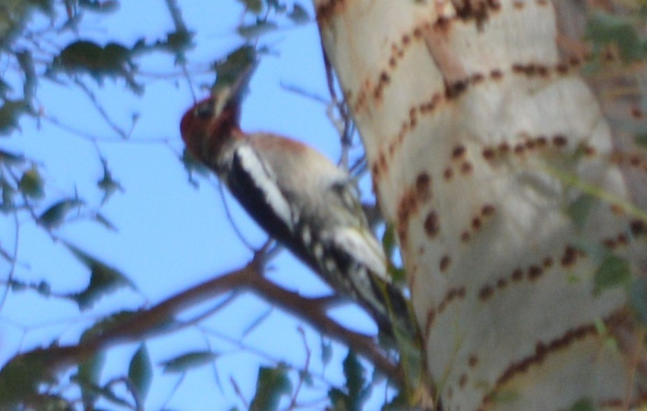 Red-naped x Red-breasted Sapsucker (hybrid) - ML37051001