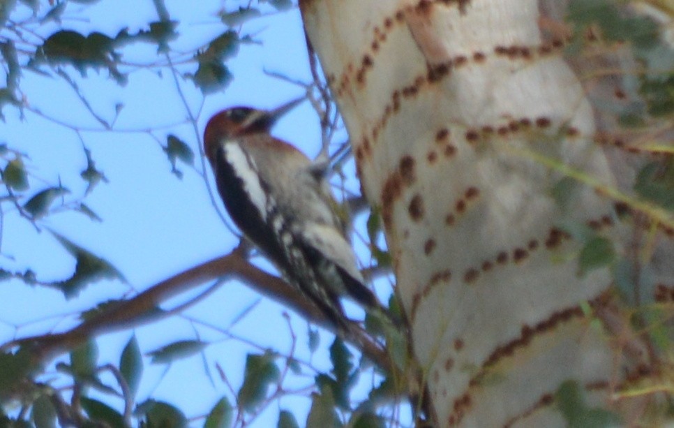 Red-naped x Red-breasted Sapsucker (hybrid) - ML37051011
