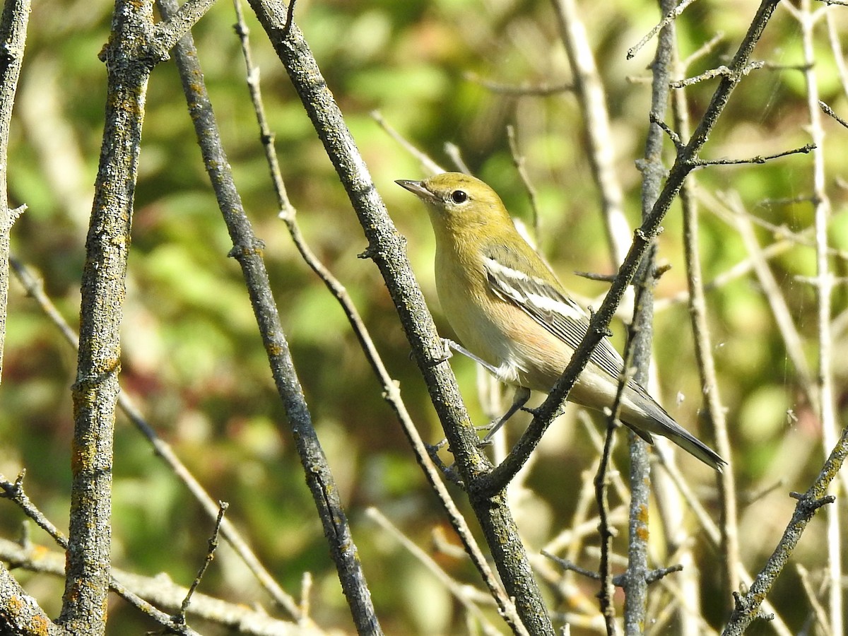 Bay-breasted Warbler - ML370511601