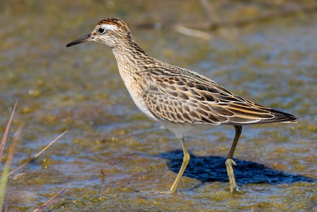 Juvenile Sharp-tailed Sandpiper. - Sharp-tailed Sandpiper - 