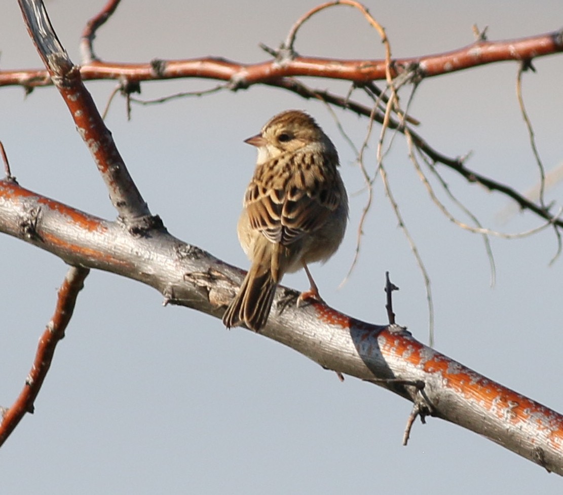 Clay-colored Sparrow - ML370536731