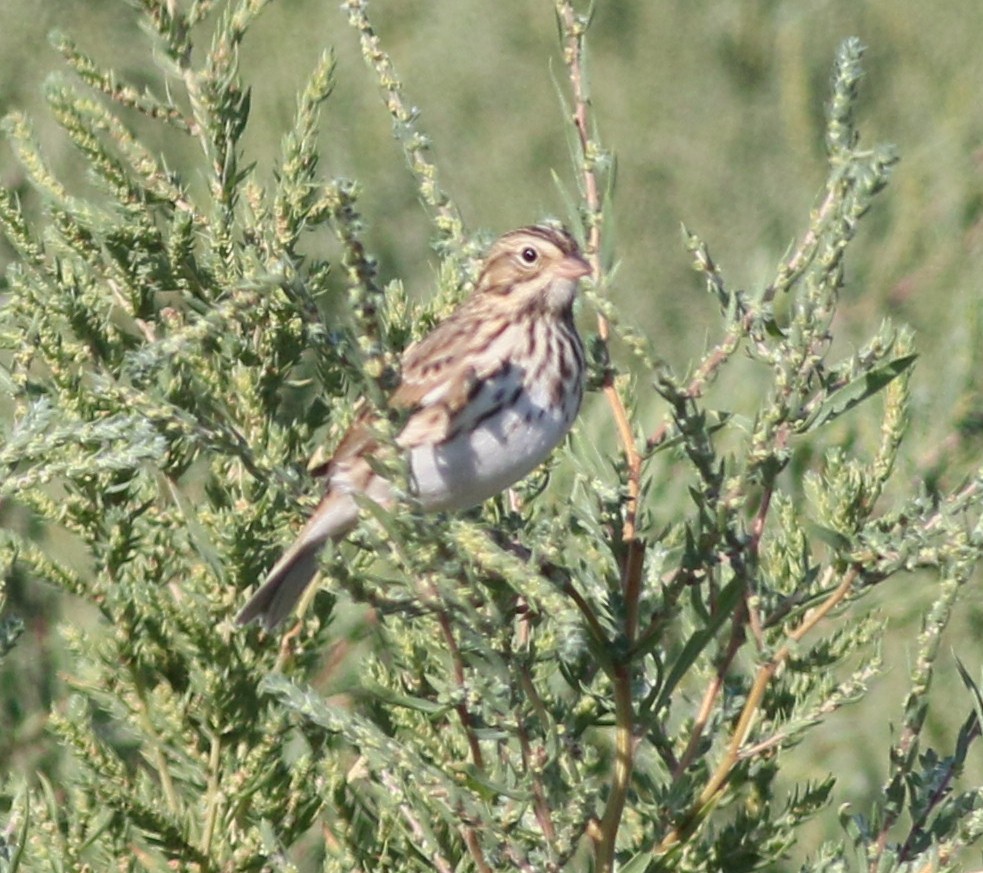 Savannah Sparrow - ML370537041