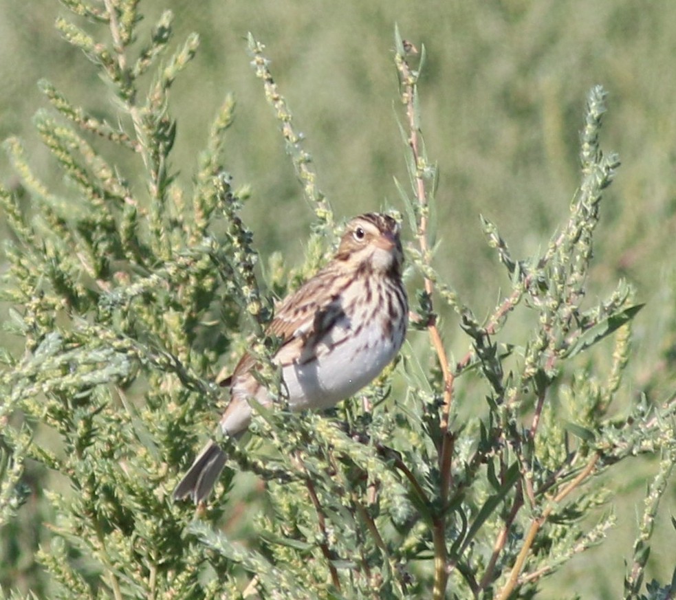 Savannah Sparrow - ML370537061