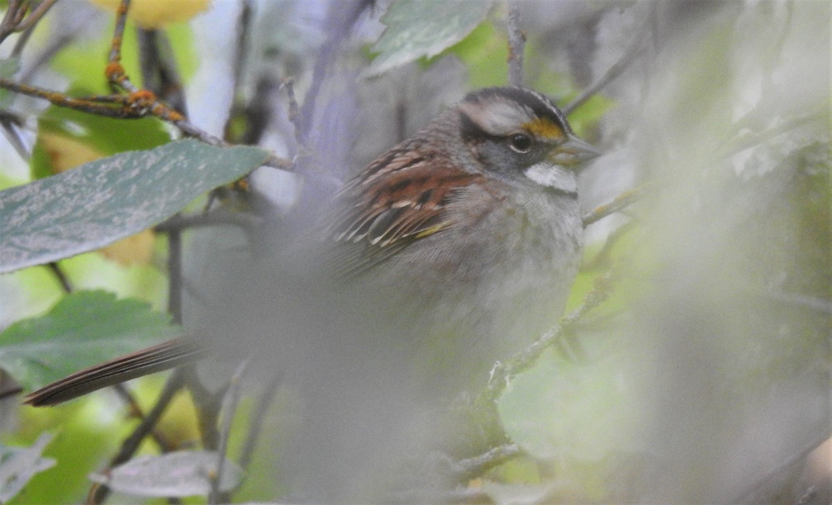 White-throated Sparrow - ML370538761