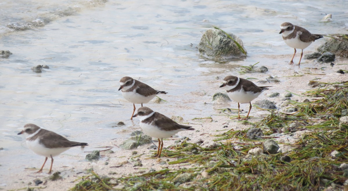 Semipalmated Plover - ML37054111