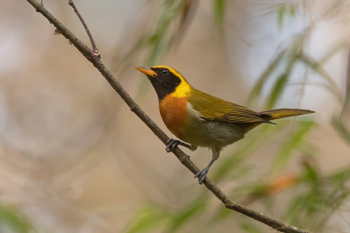 Guira Tanager - Pablo Re