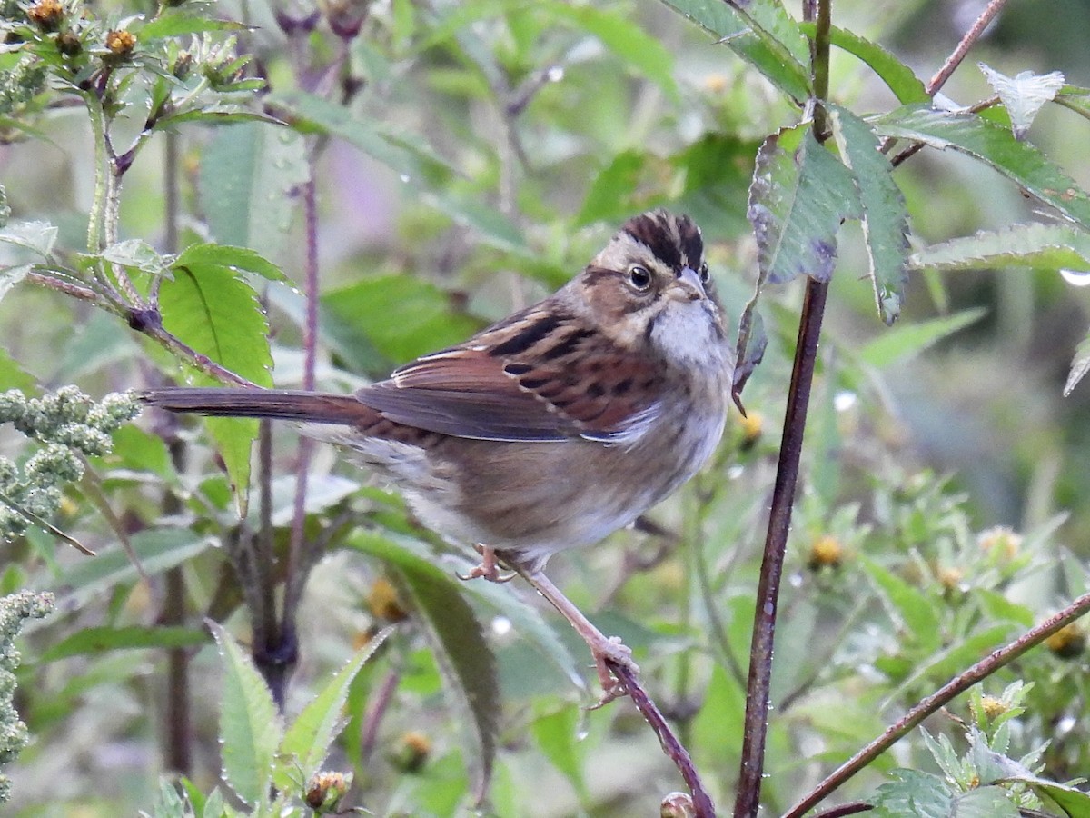 Swamp Sparrow - Jeanne Tucker