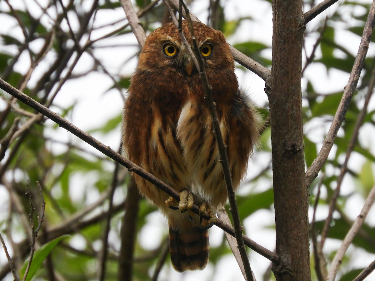 Andean Pygmy-Owl - ML370548001