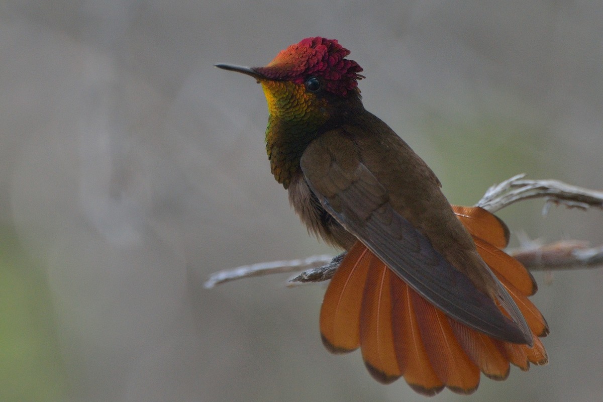 kolibřík červenohlavý - ML37055841