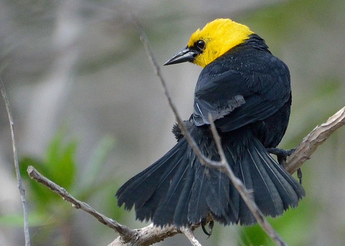 Yellow-hooded Blackbird - Michiel Oversteegen