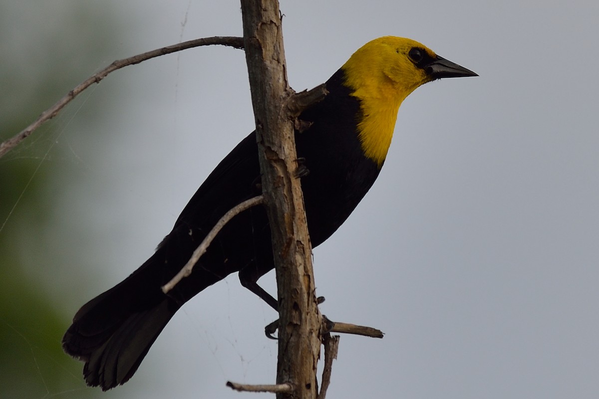 Yellow-hooded Blackbird - ML37056841
