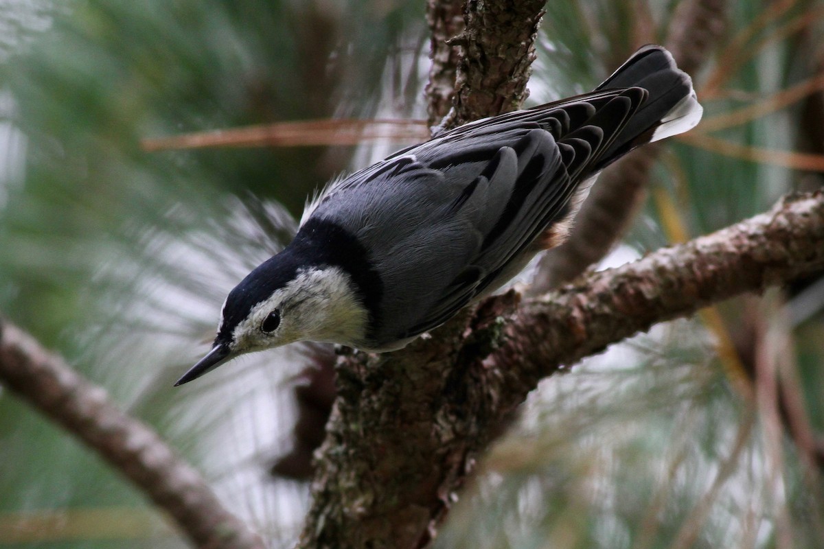 White-breasted Nuthatch (Eastern) - Drew Weber