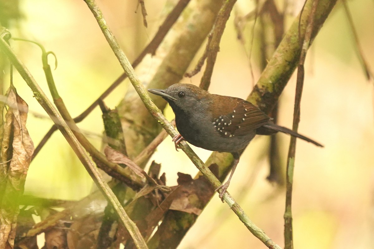 Black-throated Antbird - Luis Carlos García Mejía