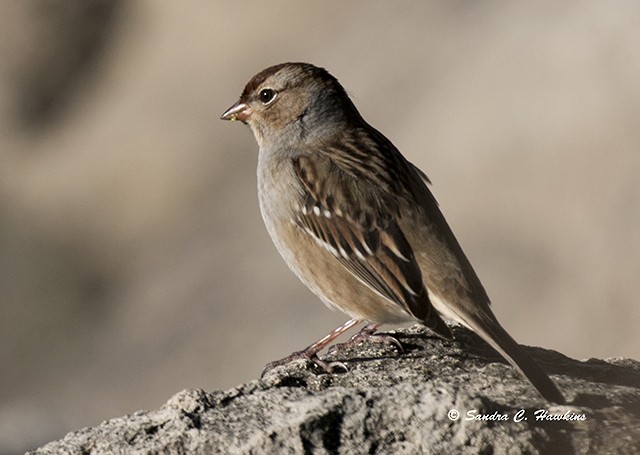 White-crowned Sparrow - Sandra Hawkins