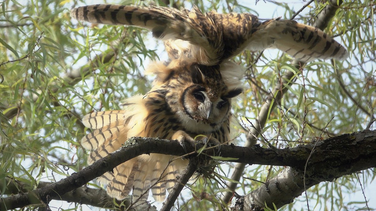 Striped Owl - ML370580501