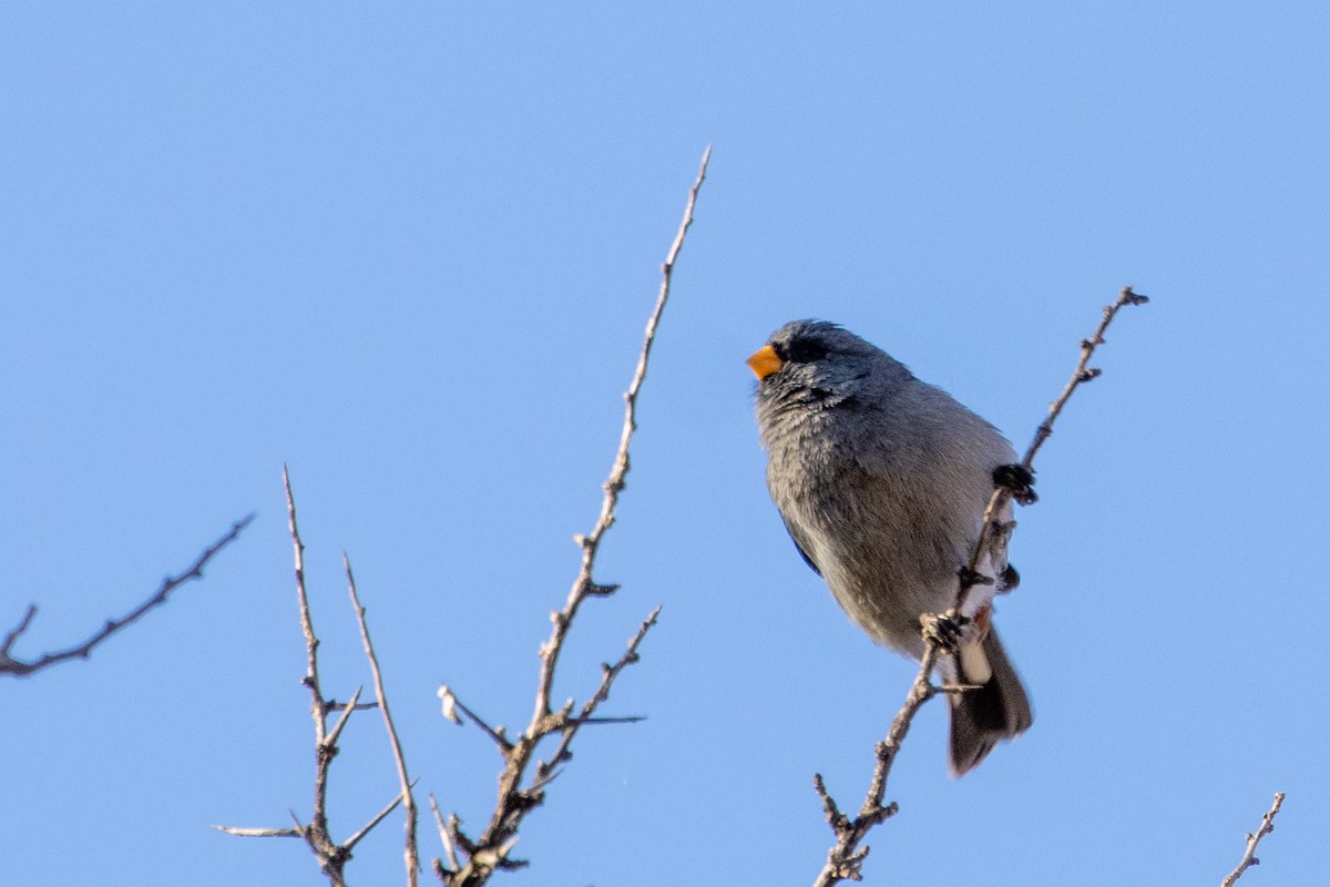 Band-tailed Seedeater - Pablo Andrés Cáceres Contreras