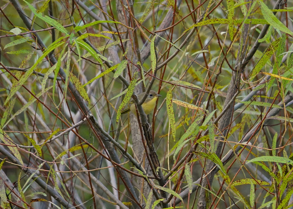 Common Yellowthroat - N. Wade Snyder