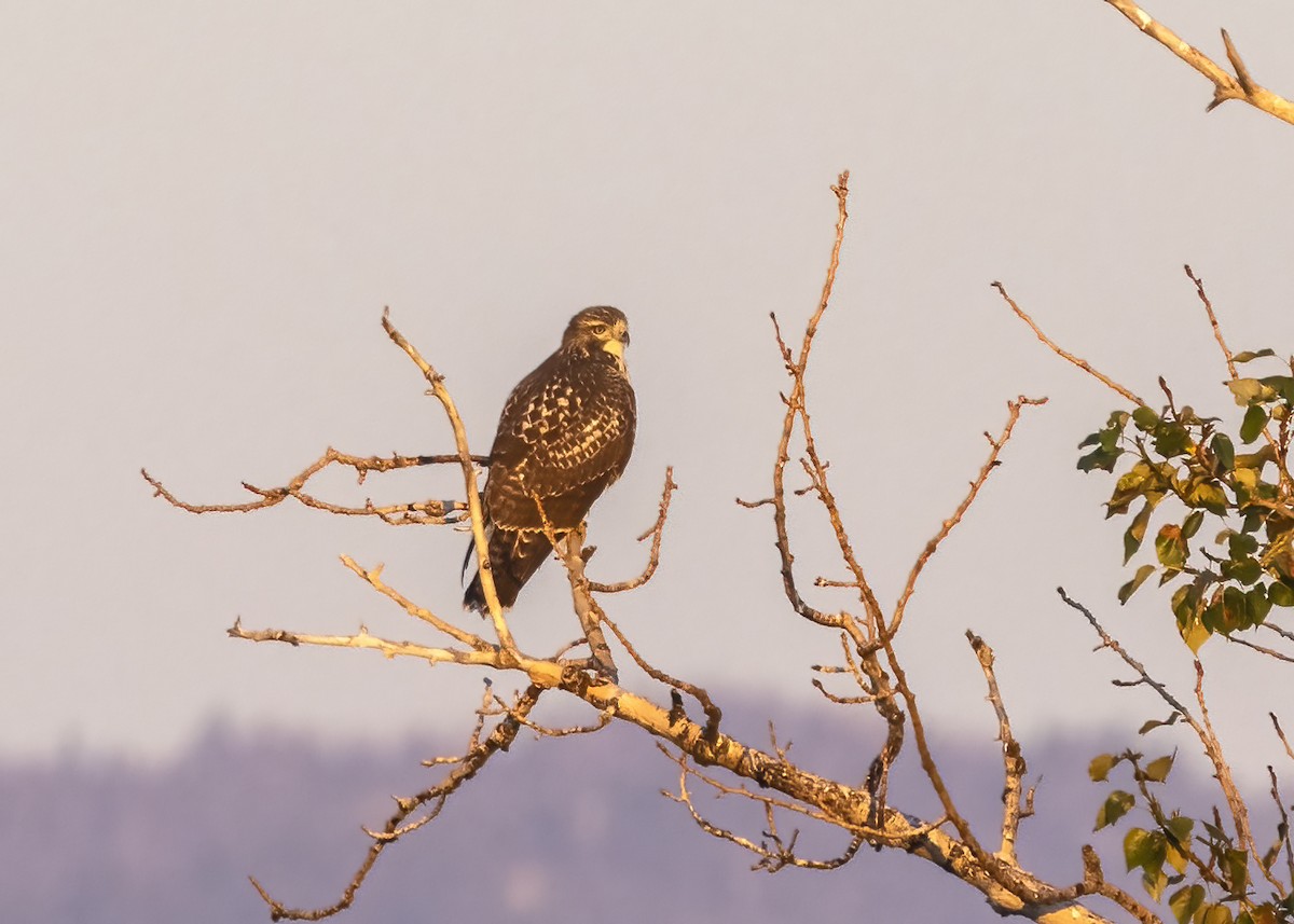 Red-tailed Hawk - ML370598611