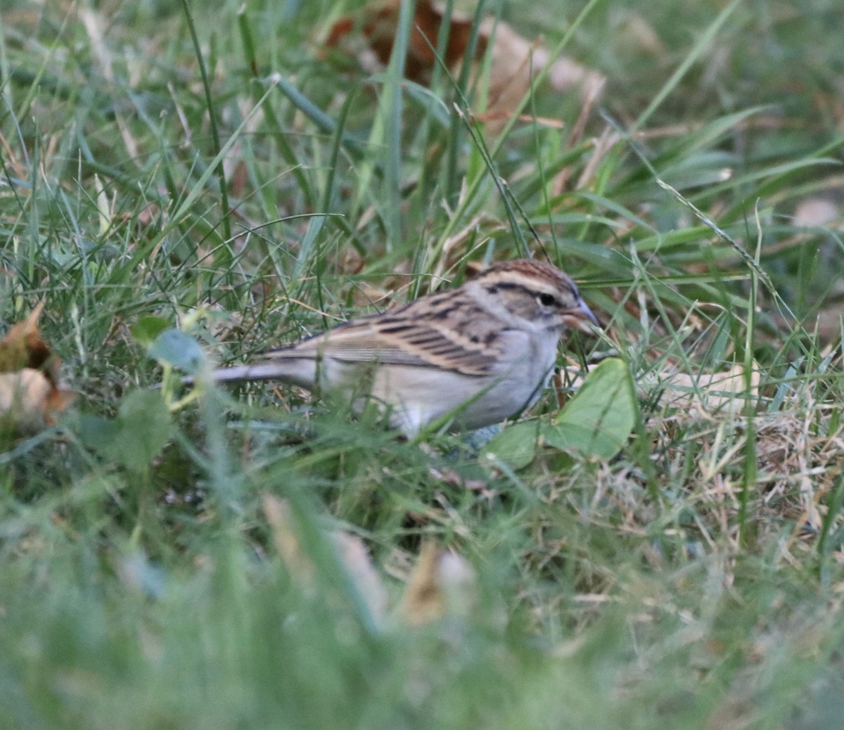 Chipping Sparrow - jordana m
