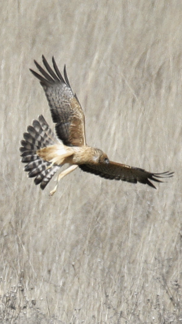 Spotted Harrier - ML370602711