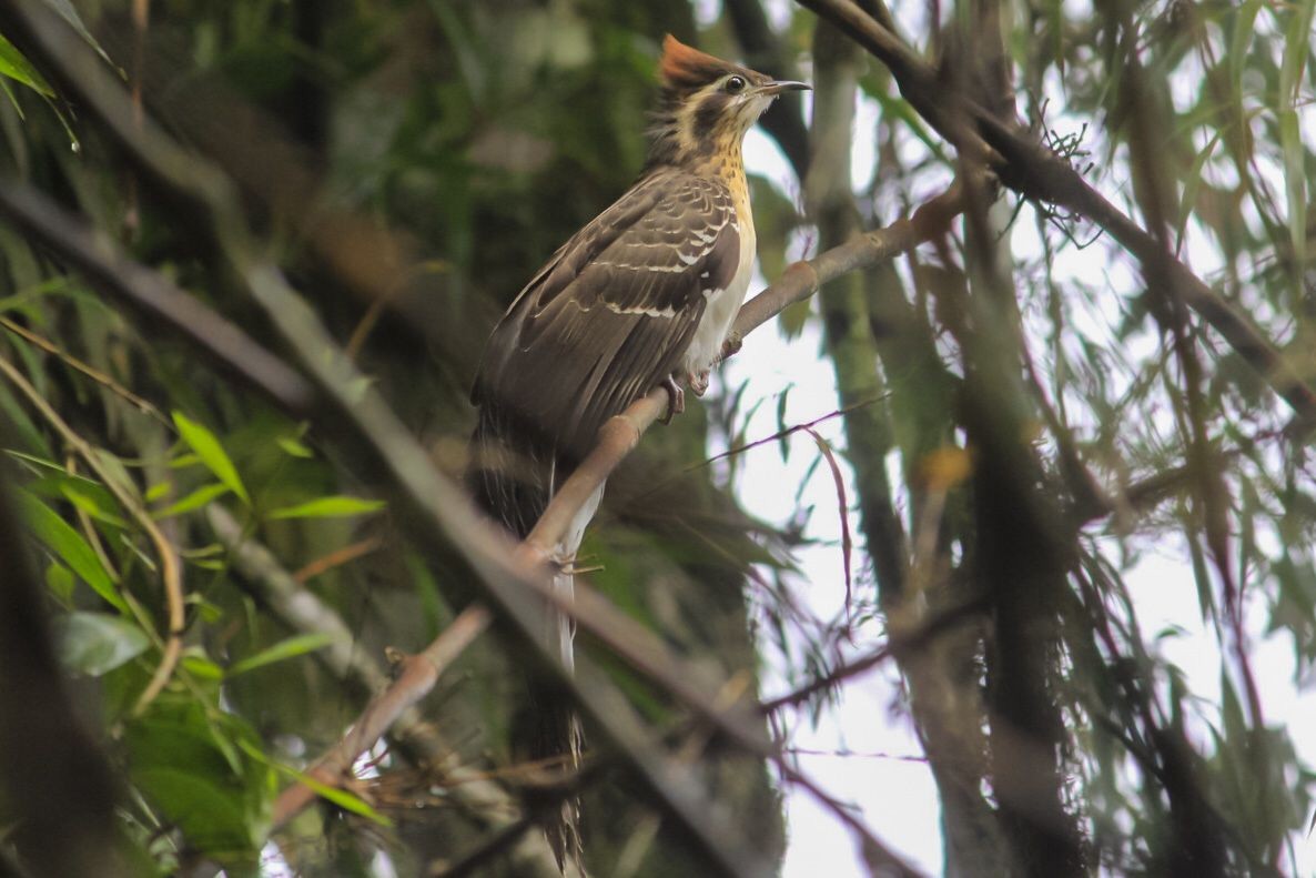 Pheasant Cuckoo - Paulo Sillig
