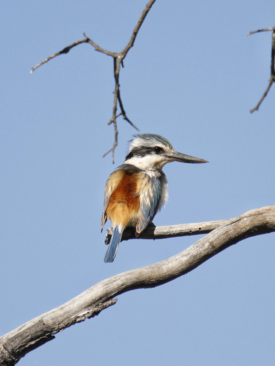 Red-backed Kingfisher - ML370603231