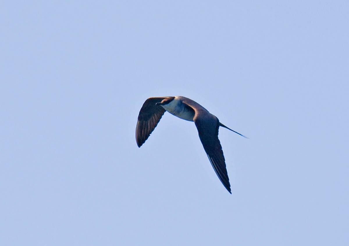 Long-tailed Jaeger - ML37060611