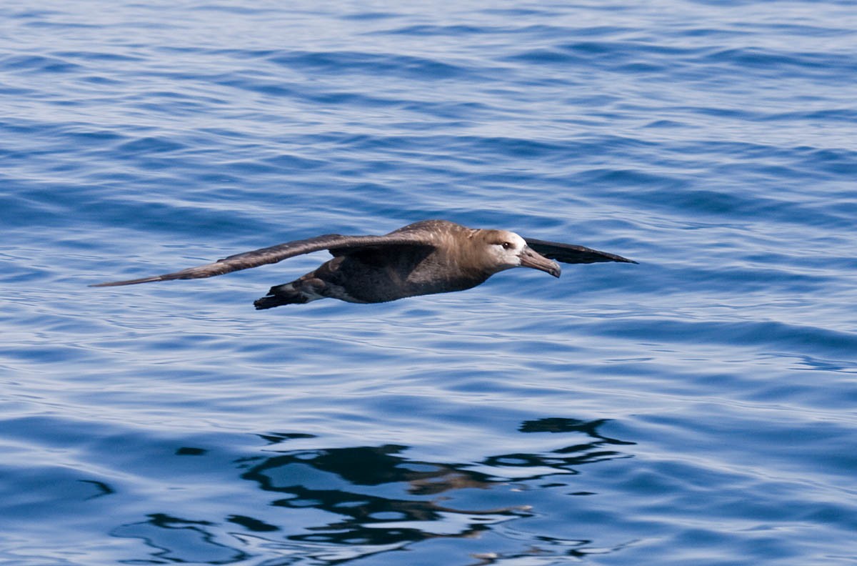 Albatros à pieds noirs - ML37060761