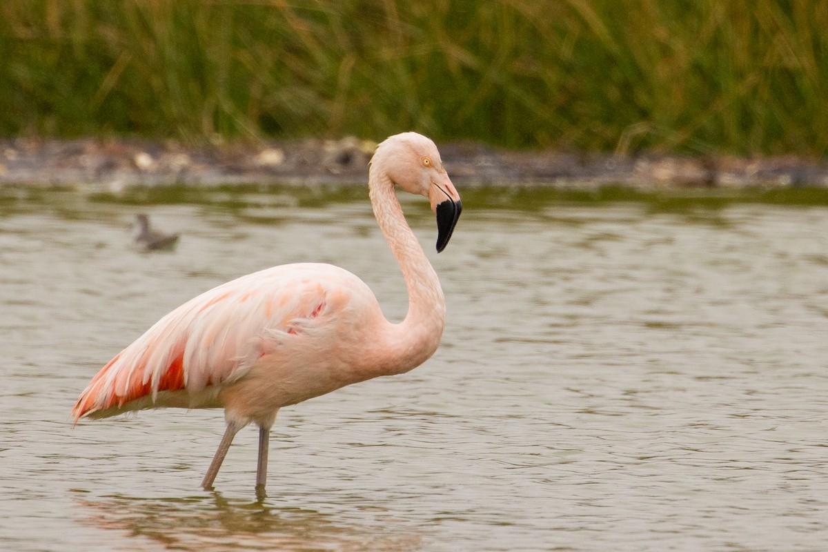 Chilean Flamingo - Pablo Andrés Cáceres Contreras
