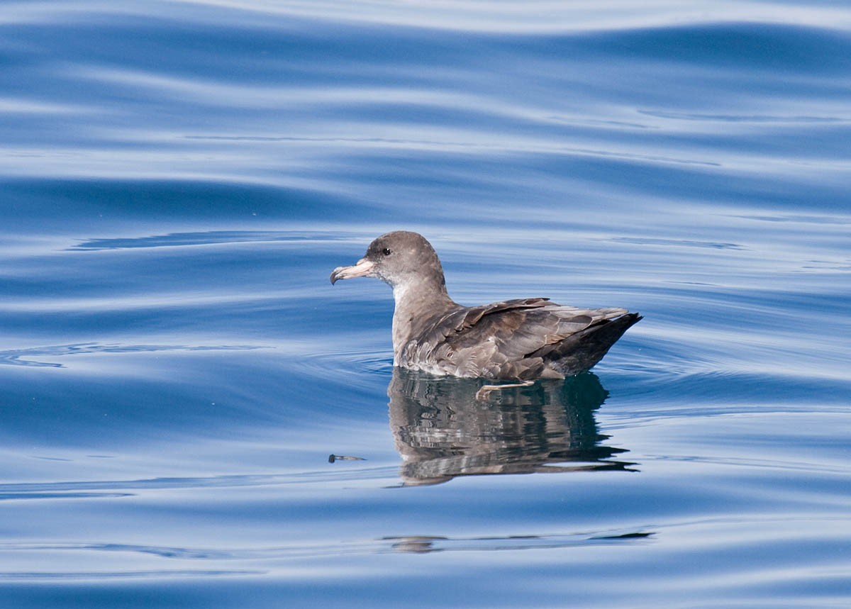 Pink-footed Shearwater - ML37061231