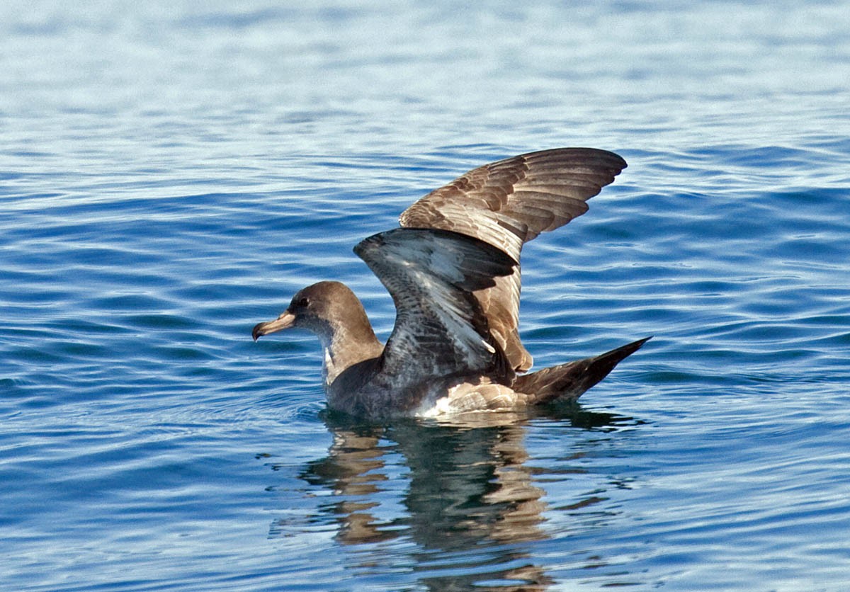 Pink-footed Shearwater - ML37061241