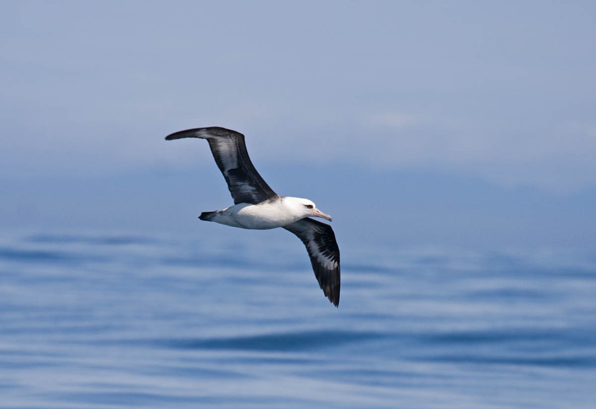 Темноспинный альбатрос - ML37061391