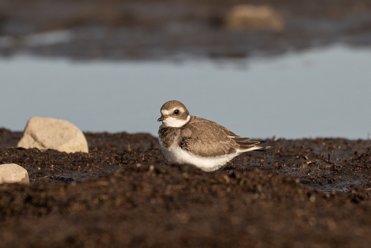 Semipalmated Plover - Al Halstead
