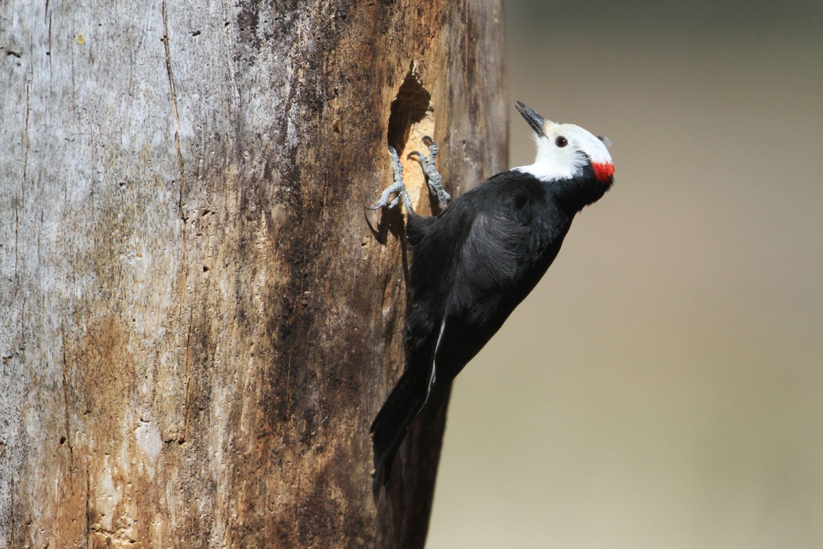 White-headed Woodpecker - Noah Strycker
