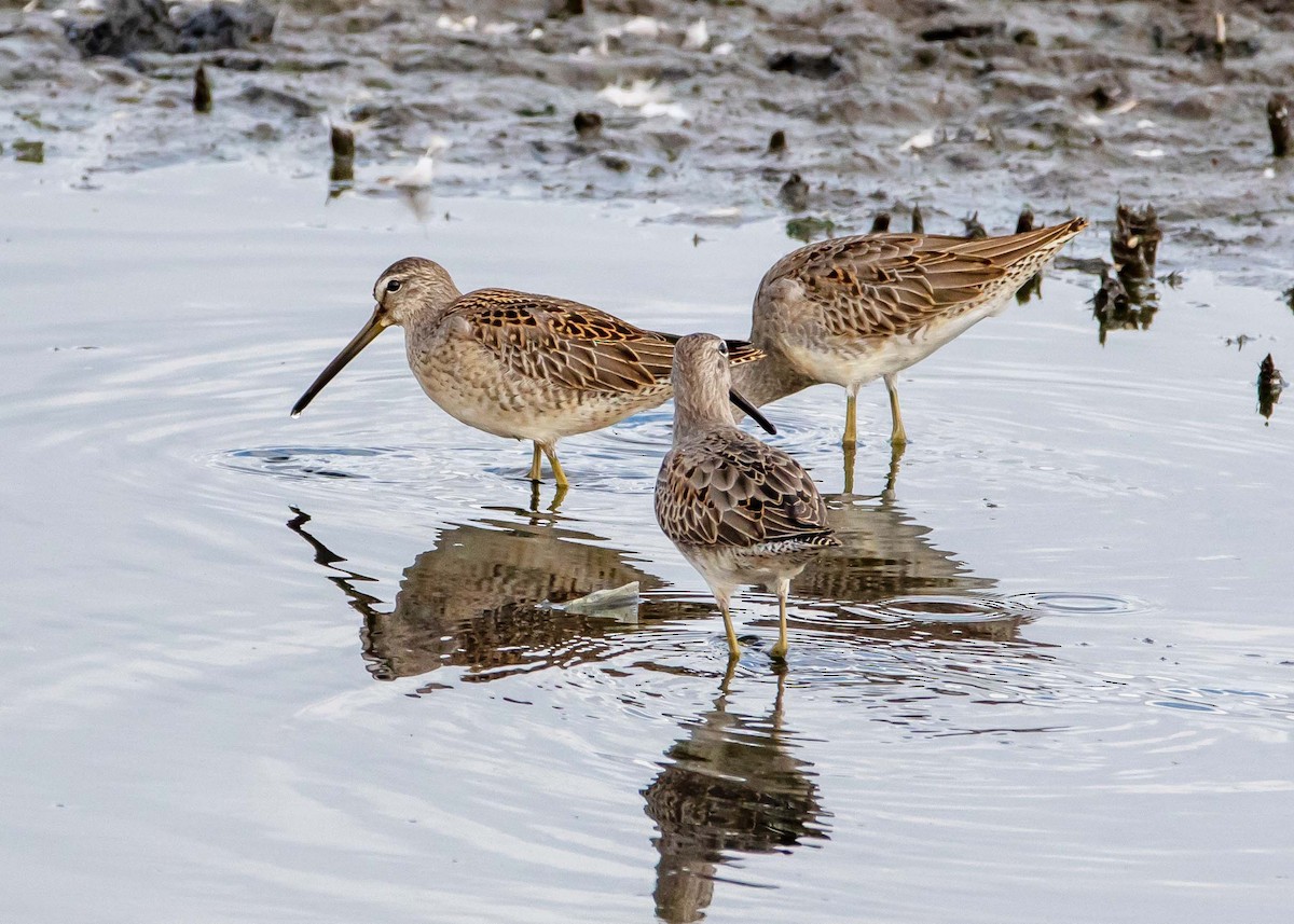 Long-billed Dowitcher - ML370627901