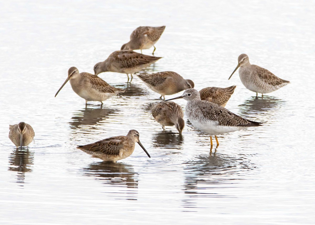 Long-billed Dowitcher - ML370627911