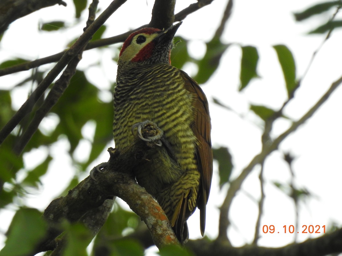 Golden-olive Woodpecker - ML370631771