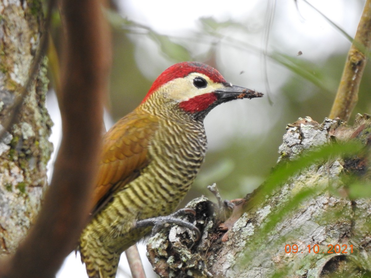 Golden-olive Woodpecker - ML370631841