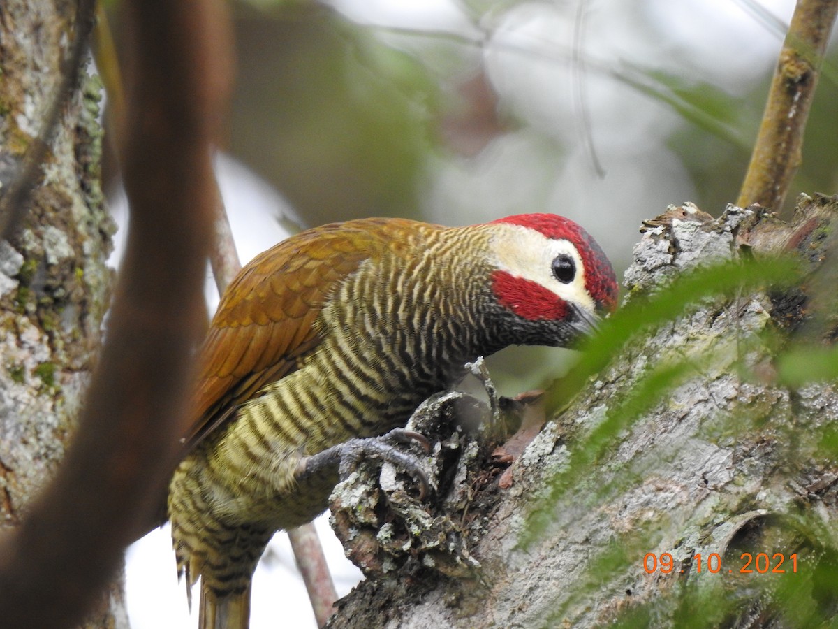 Golden-olive Woodpecker - ML370631861
