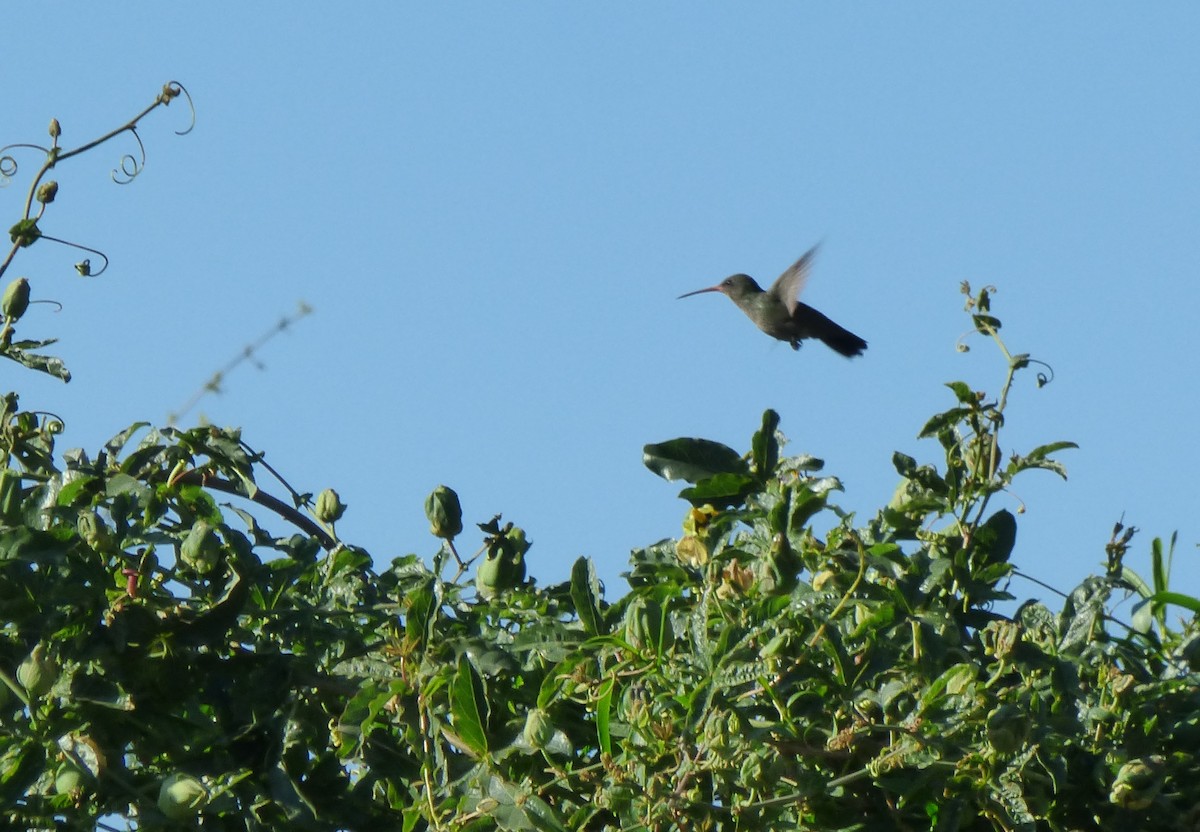Gilded Hummingbird - ML370647791