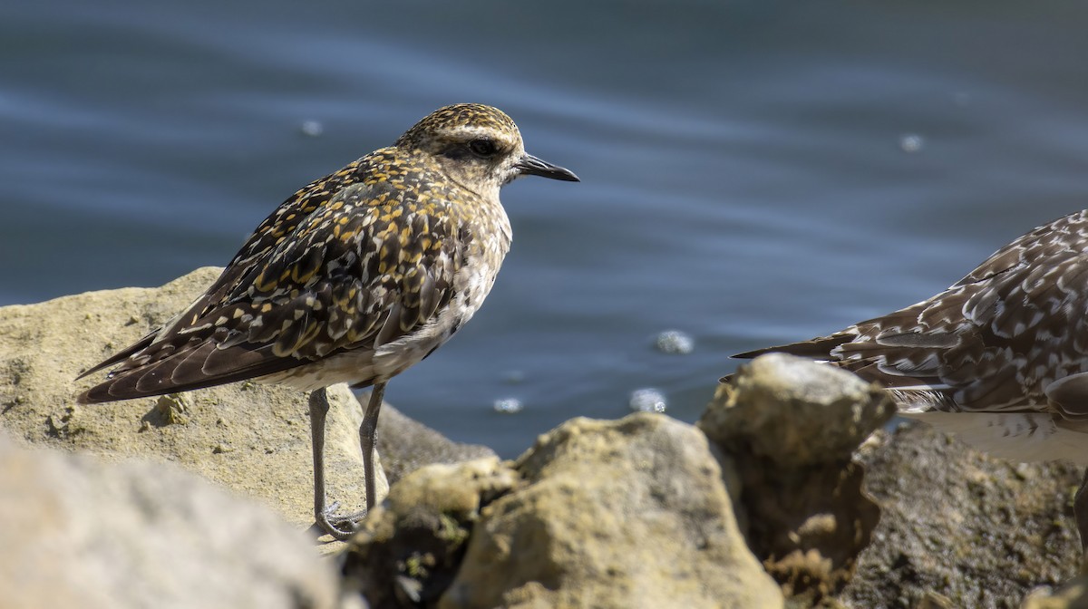 Pacific Golden-Plover - Marky Mutchler