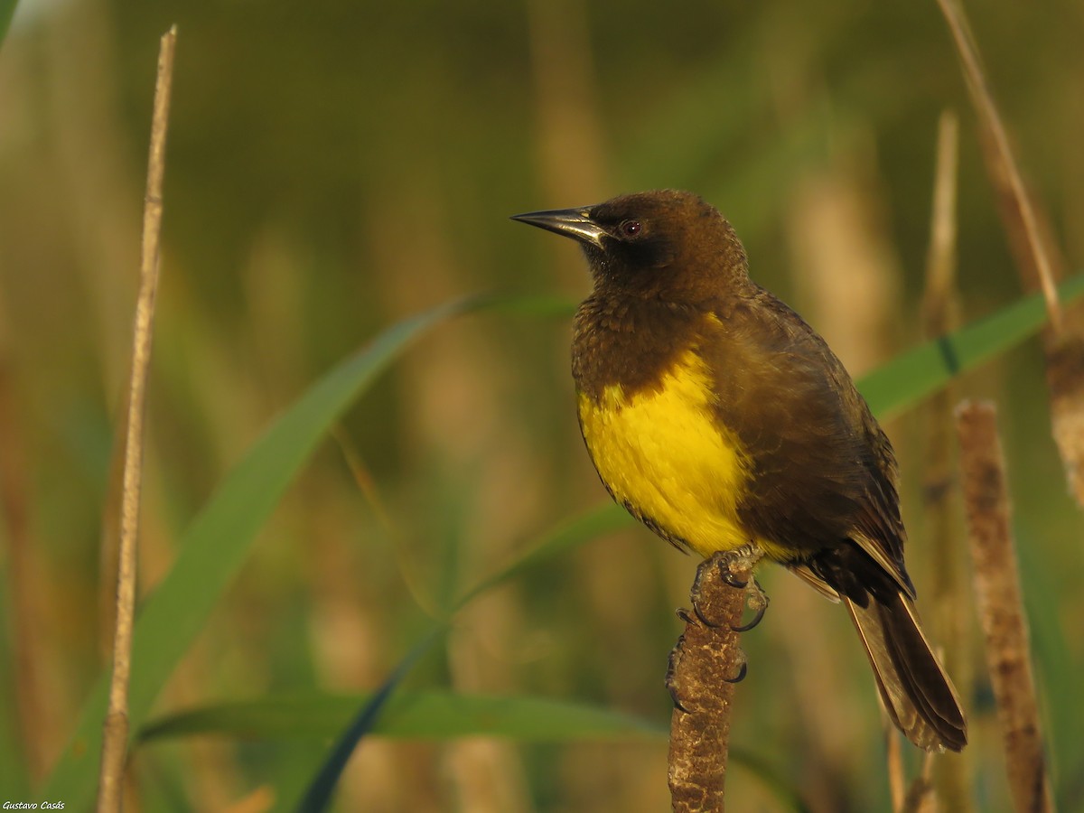 Brown-and-yellow Marshbird - Gustavo Casás