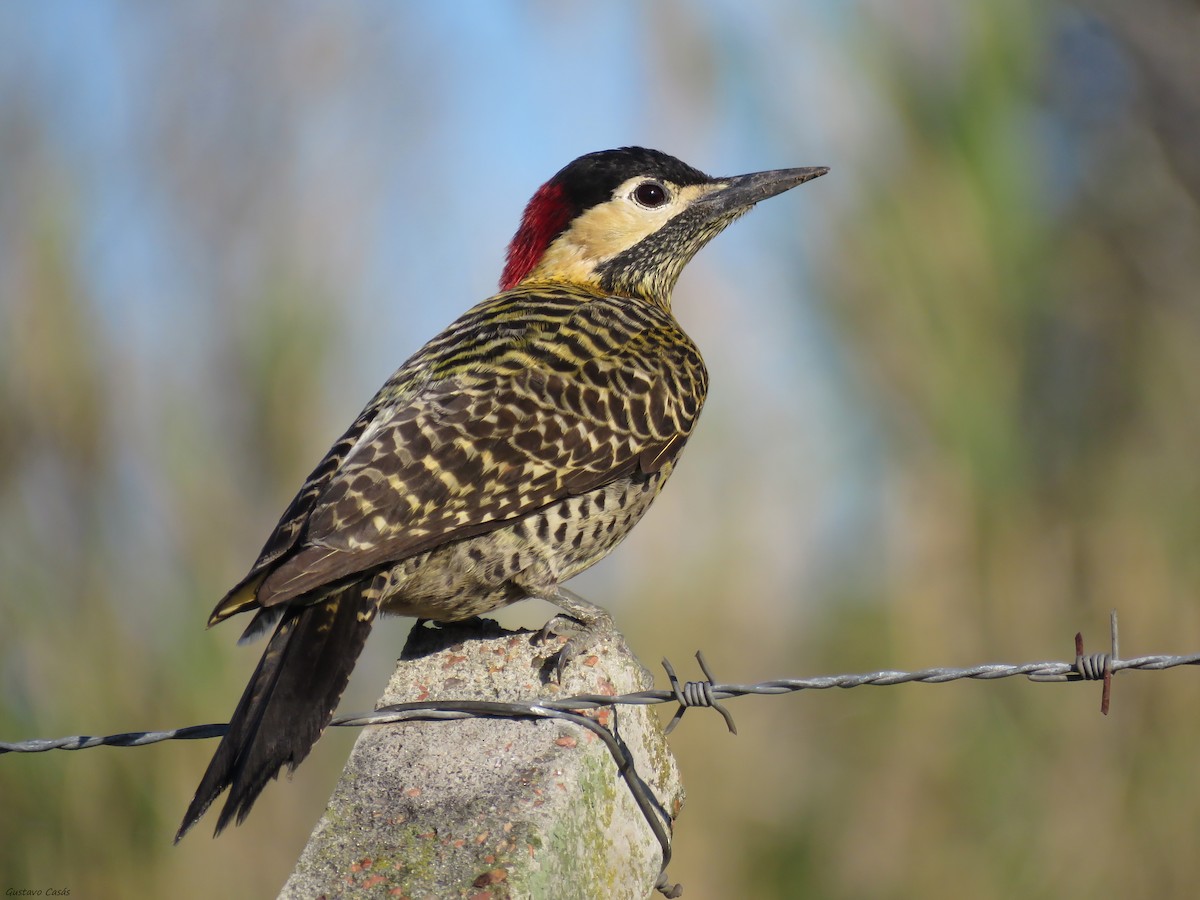 Green-barred Woodpecker - Gustavo Casás