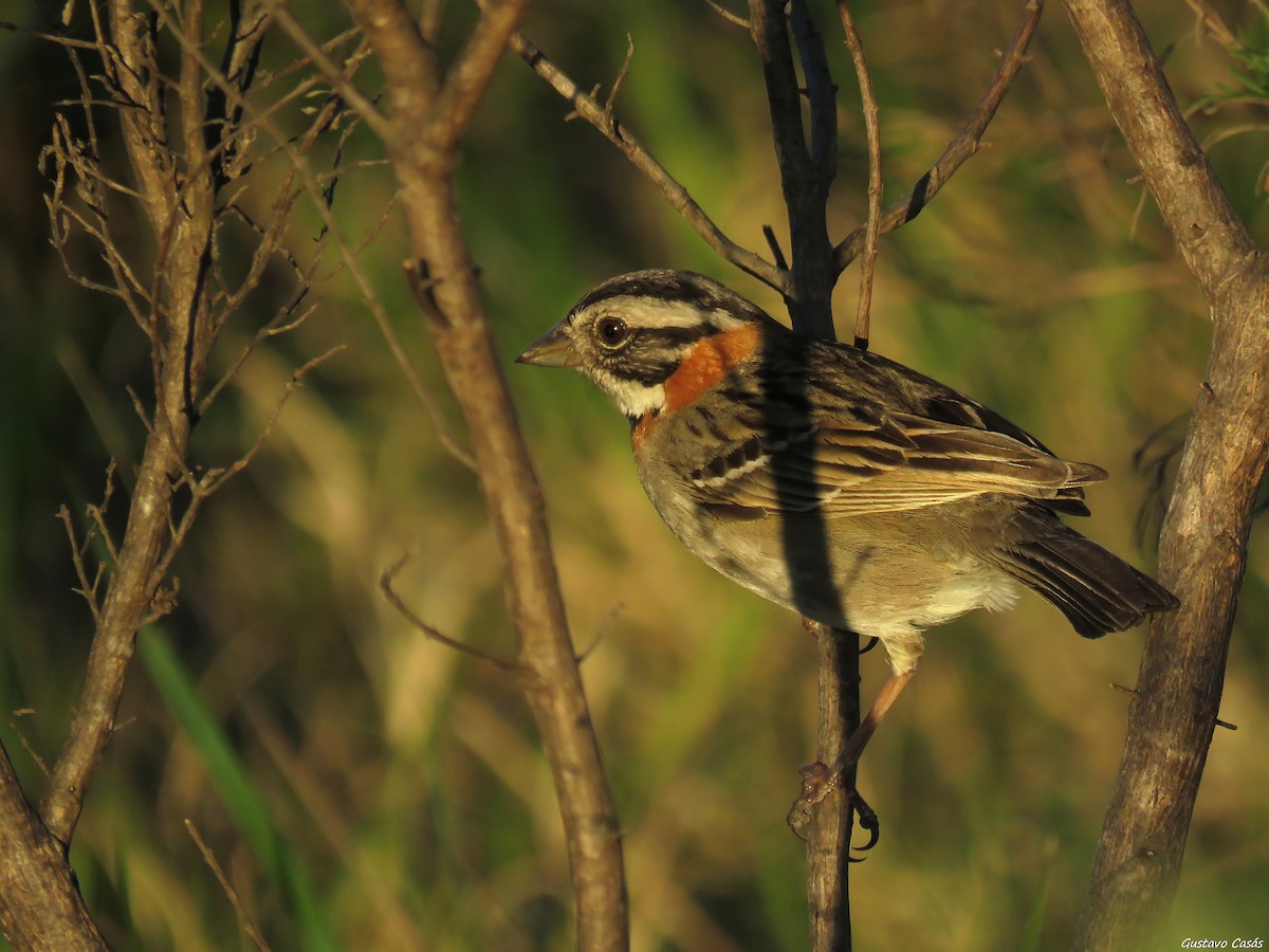 Rufous-collared Sparrow - ML37065941