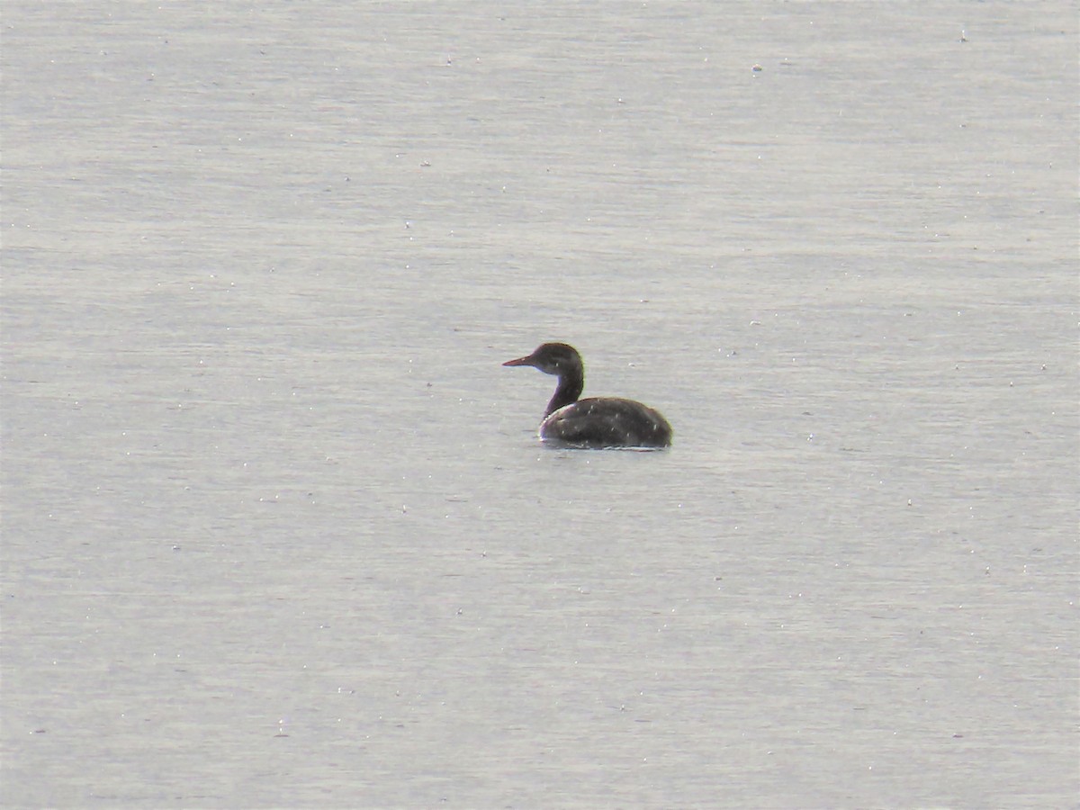 Red-necked Grebe - ML370666381